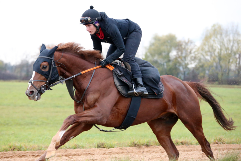 The Science Behind Horse Racing Injuries: Prevention and Recovery